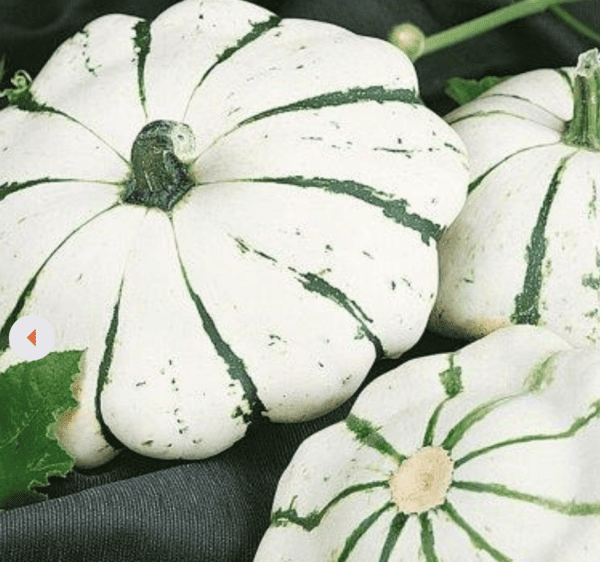 Squash - Summer - PattyPan - Jaune et Verte (3.25" pot)